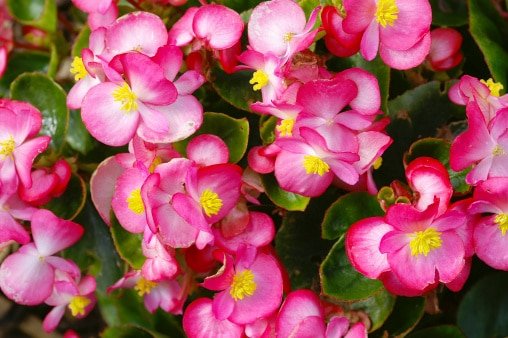 Begonia mallacota plant