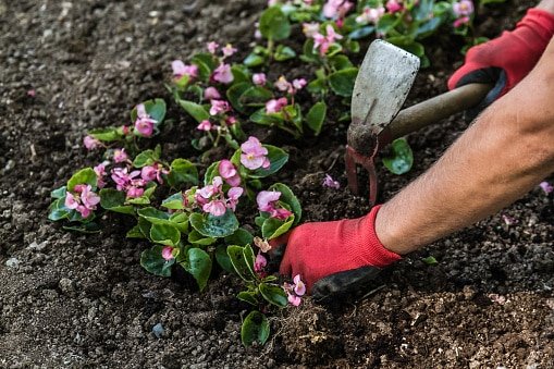 Begonia mallacota plant