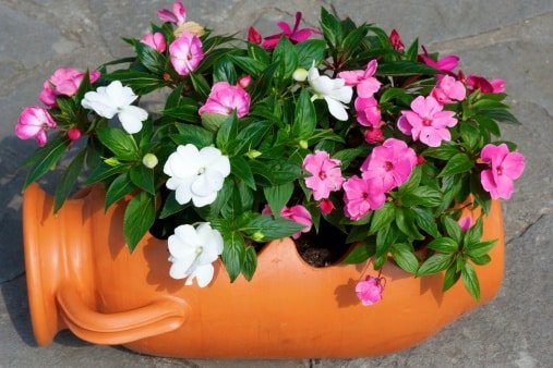 Begonia mallacota plant