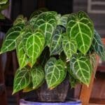 anthurium crystallinum