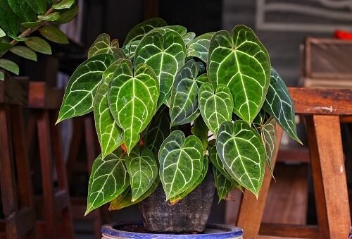 anthurium crystallinum