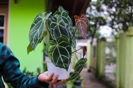 anthurium crystallinum