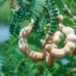 sweet tamarind tree