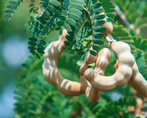 sweet tamarind tree