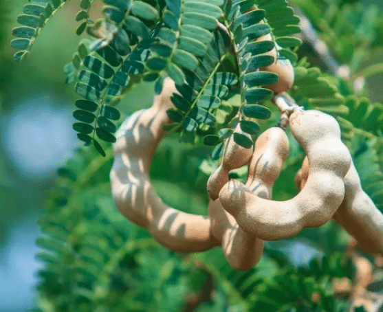 sweet tamarind tree